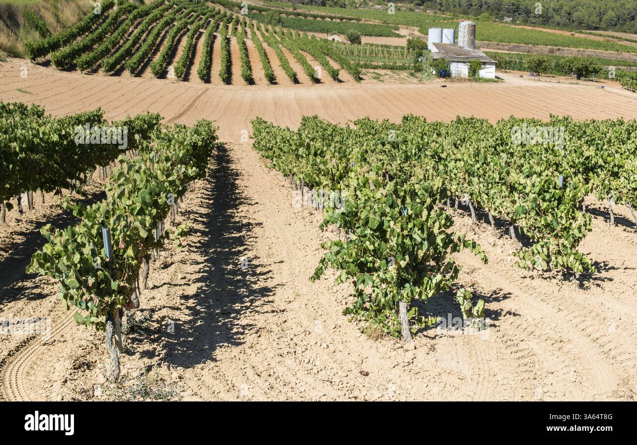 Bianco di piantagioni di uva Foto Stock