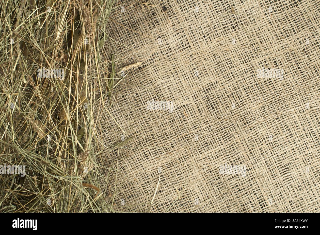 Fieno su bavaglio e spazio di copia. Ripresa in studio Foto Stock