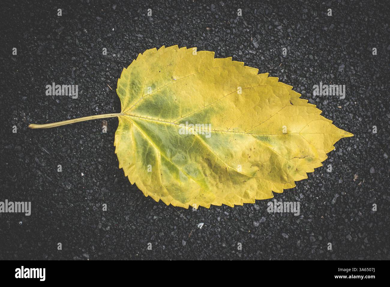 Foglie di autunno sul marciapiede. Sfondo scuro Foto Stock