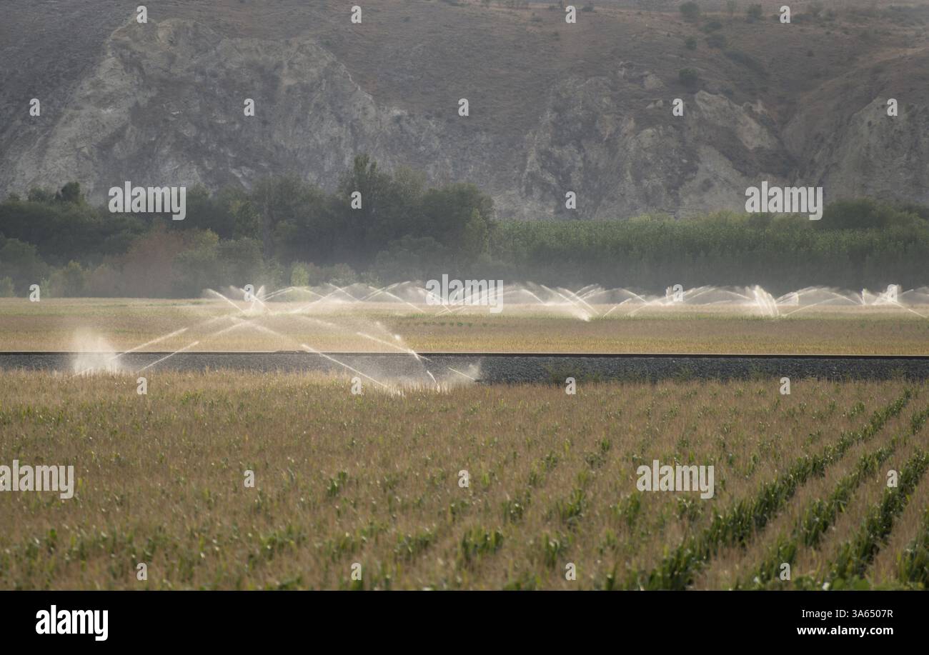 Irrigazione sistemi sprinkler e il mais Foto Stock