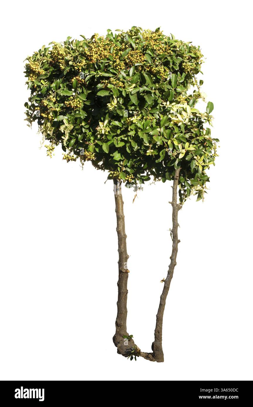 Verdi alberi isolati su bianco. Decorative albero verde Foto Stock