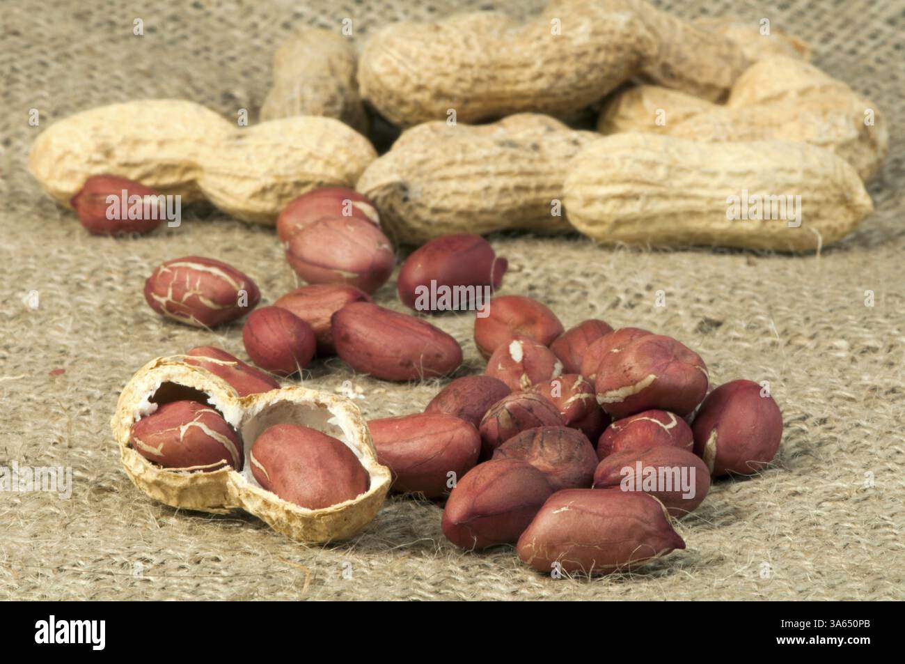 Closeup Peanuts in burlap. Arachidi crude in conchiglie e arachidi sgusciate Foto Stock