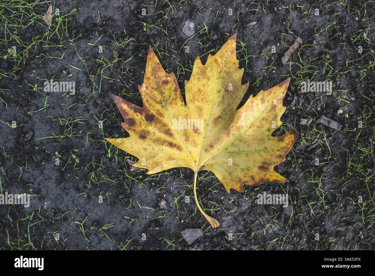 Foglie di autunno sul marciapiede. Sfondo scuro Foto Stock