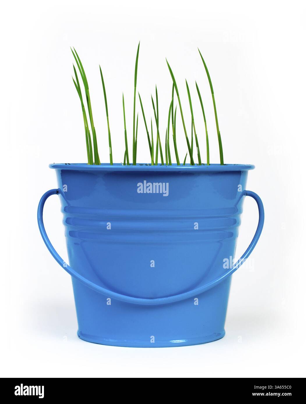 Giovani piante in vaso blu Foto Stock