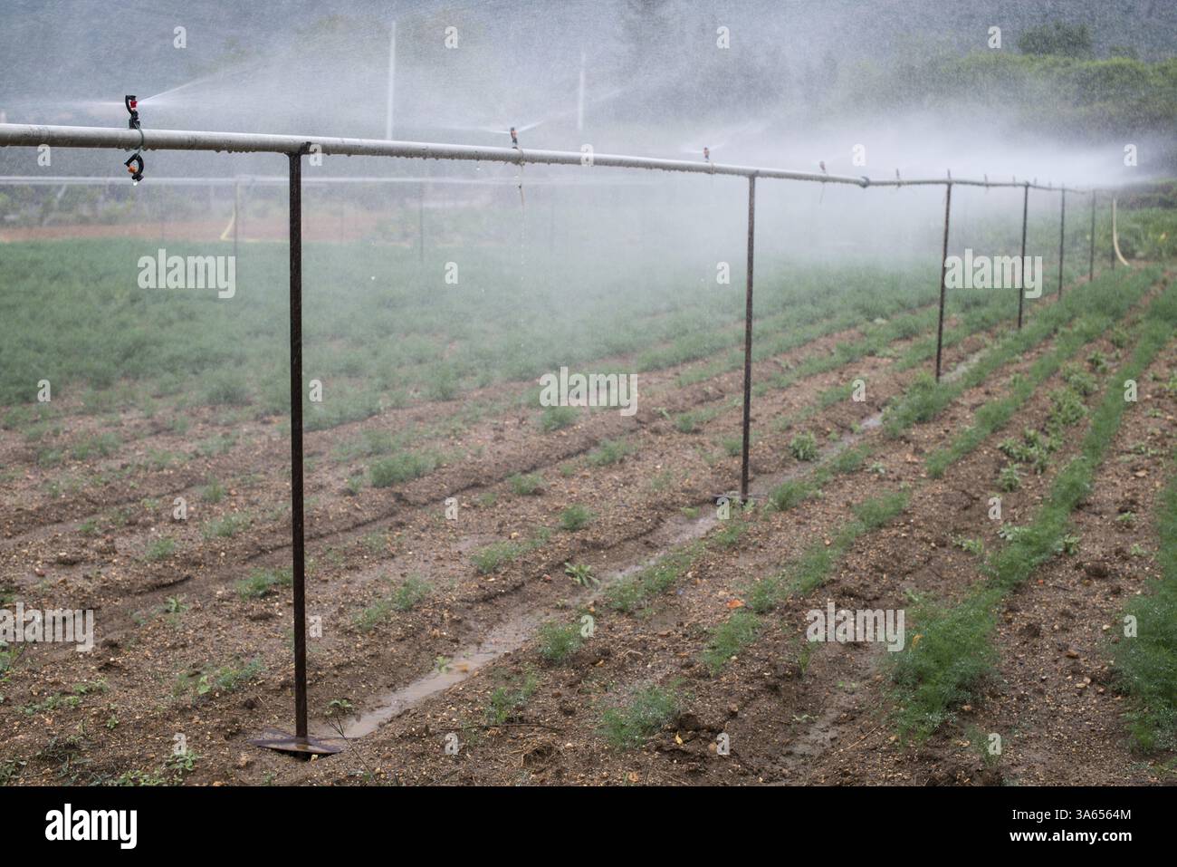 Campo piantati con aneto. Aneto irrigazione con sprinkler Foto Stock