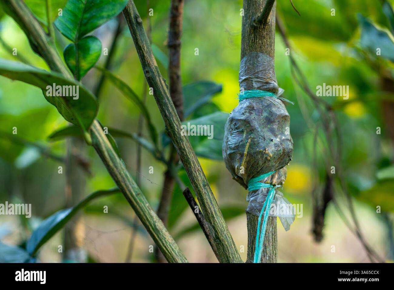 Un albero di limone ramificato è stato accuratamente tagliato dall'albero principale, quindi innestato su un'altra pianta. Innesto riuscito, coperto da uno strato di terreno e. Foto Stock