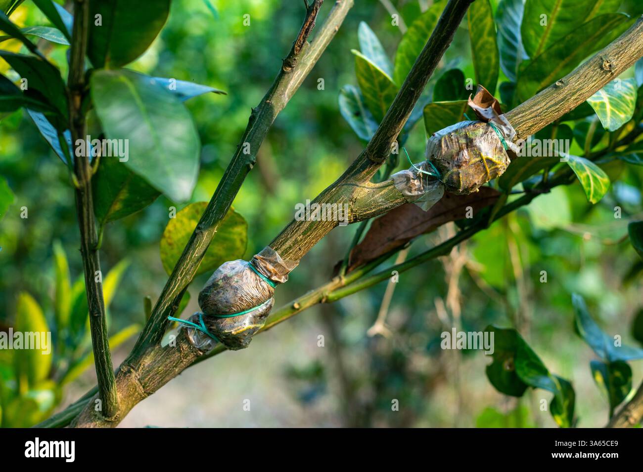 Un ramo di limone è stato accuratamente tagliato dall'albero principale e innestato. Il processo di innesto è fissato con uno strato di terreno e di polietilene Foto Stock