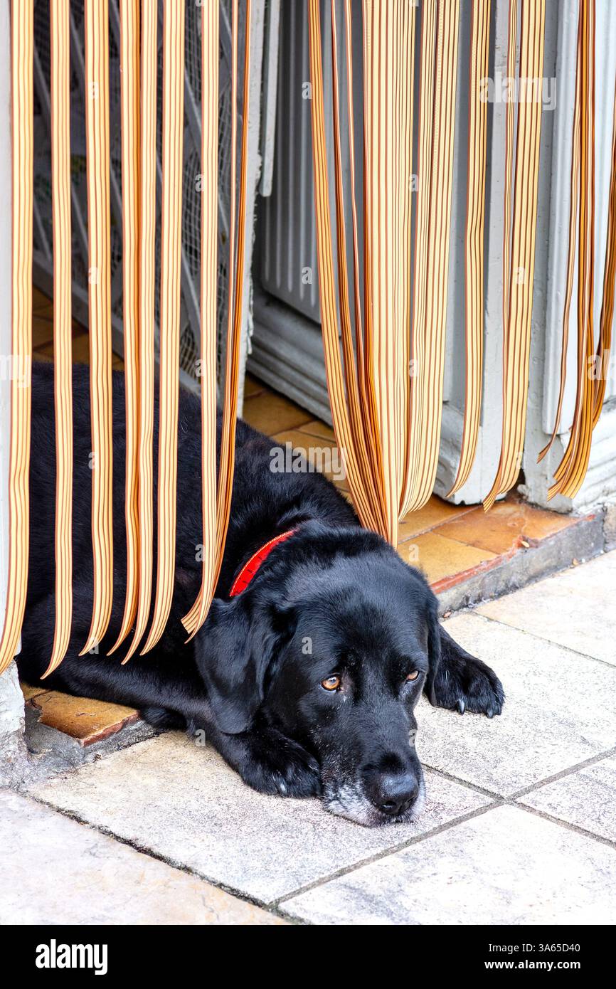 Il cane Black Labrador, disteso davanti alla porta d'ingresso, passa attraverso la tenda di vanità - Preuilly-sur-Claise, Indre-et-Loire (37), Francia. Foto Stock