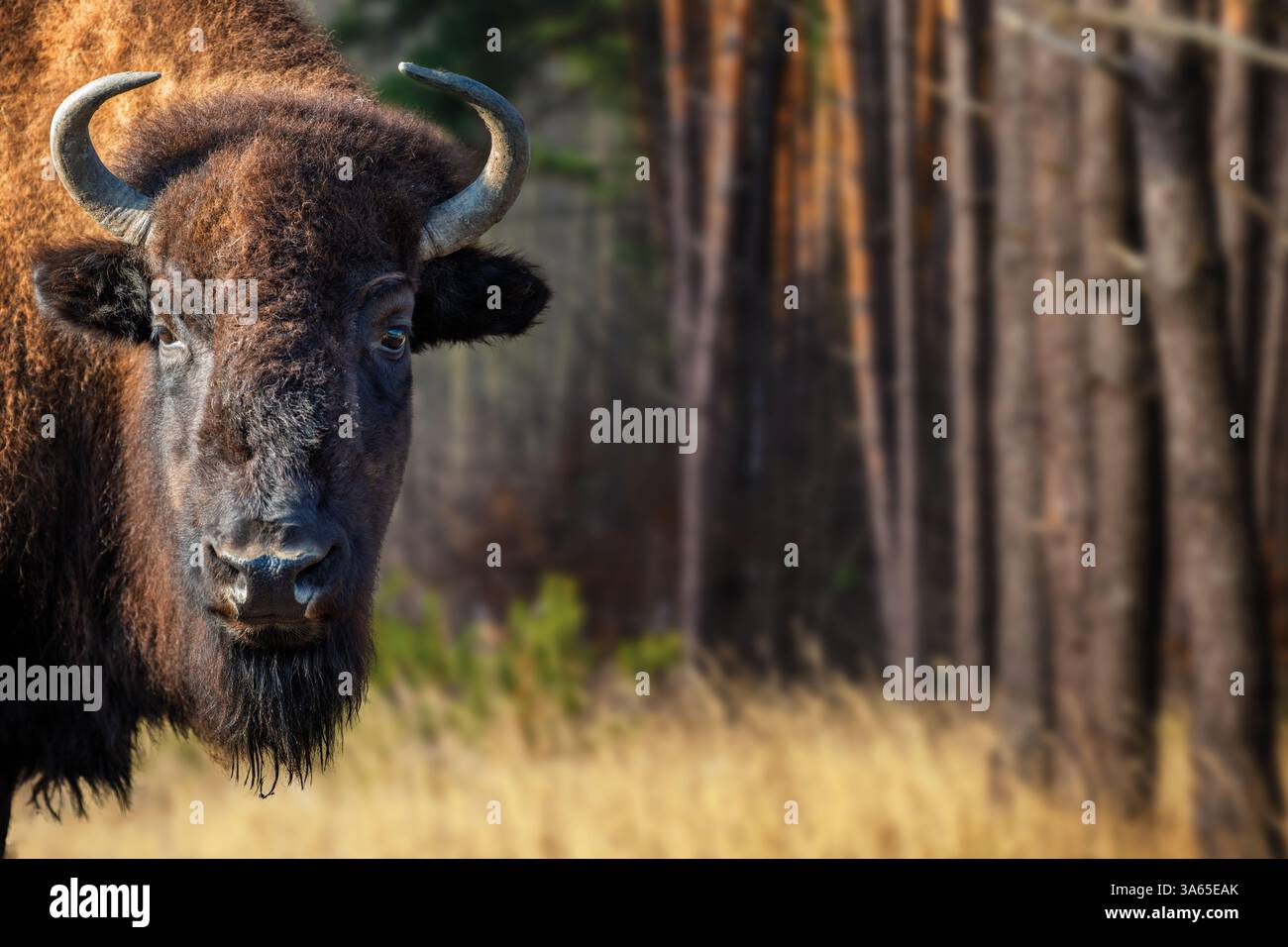 Ritratto chiuso del bisonte europeo sulla foresta. Natura selvaggia Foto Stock