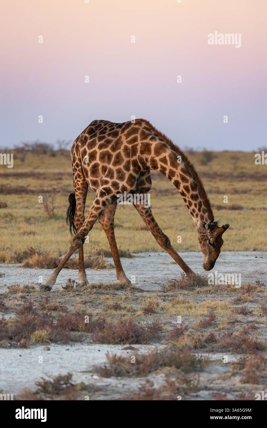La grande e alta giraffa piega le gambe e il collo per mangiare l'erba sulla savana africana secca con lo sfondo del cielo al tramonto Foto Stock