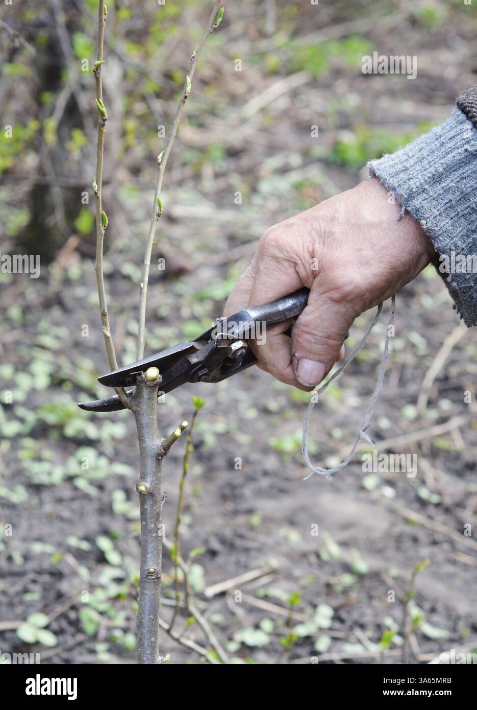 Un vecchio giardiniere prepara il giovane albero per l'innesto. Foto Stock