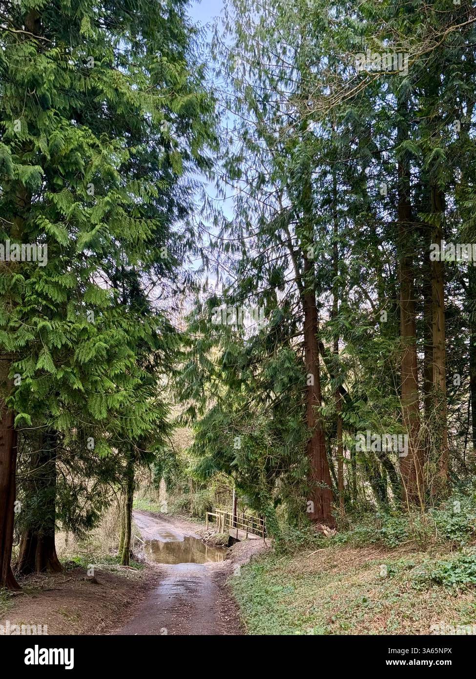 Limekiln Lane, Winsham, Somerset: Narrow Lane through the Forest e Ford through the Stream - Immagine stock catturata con smartphone