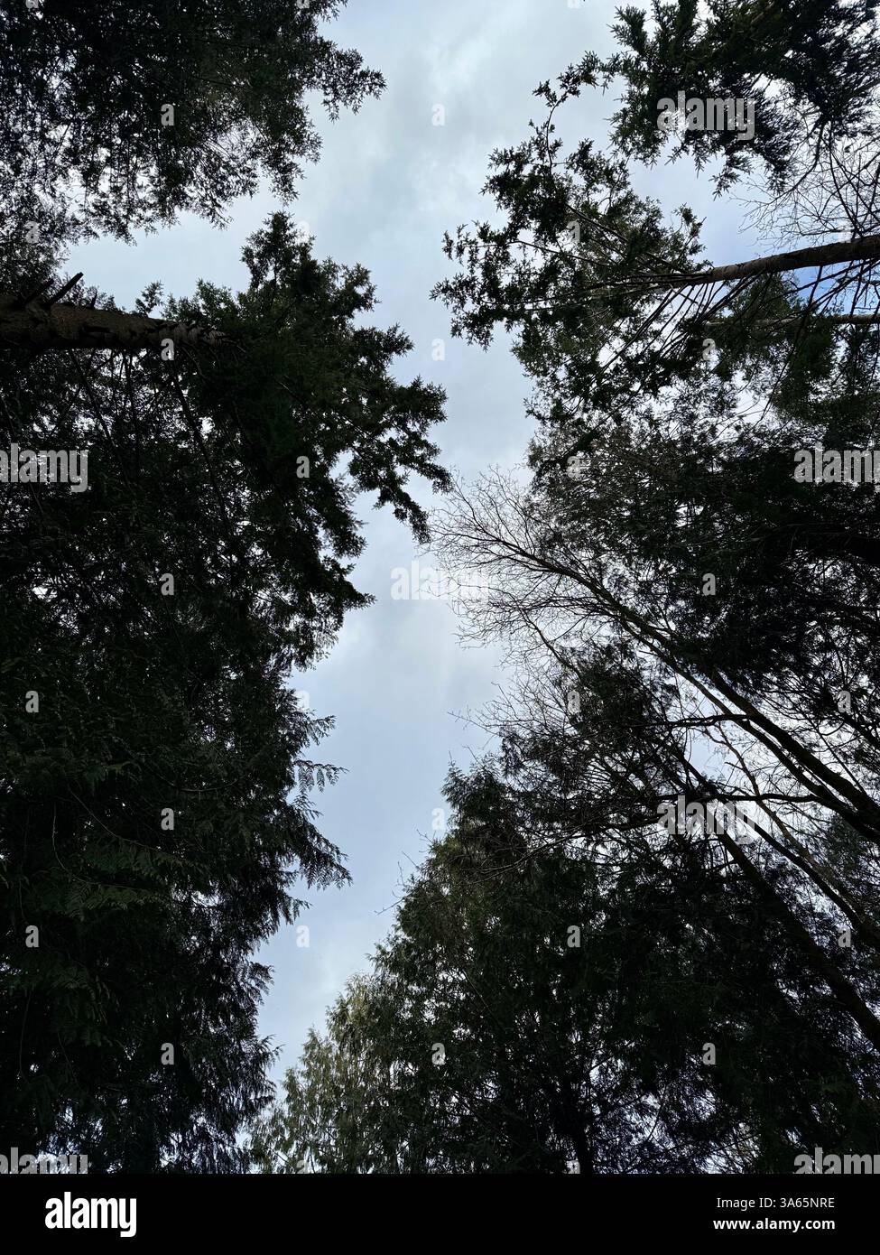 Guardando il cielo attraverso una foresta di pini - Immagine stock catturata con smartphone