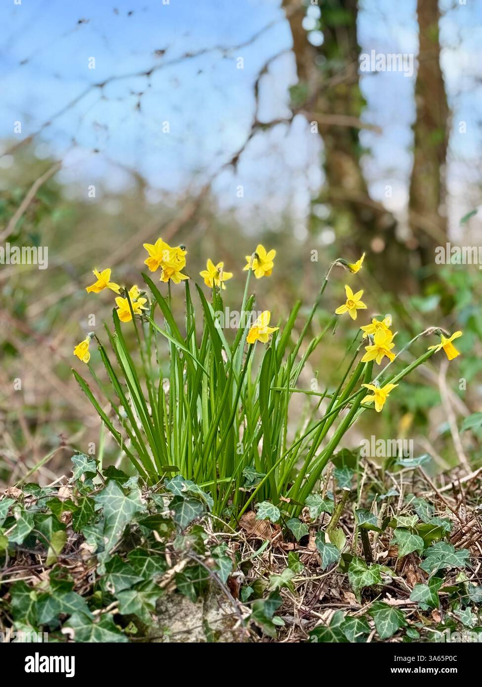 Narcissi, narcisi primaverili in un bosco - Immagine stock catturata con smartphone