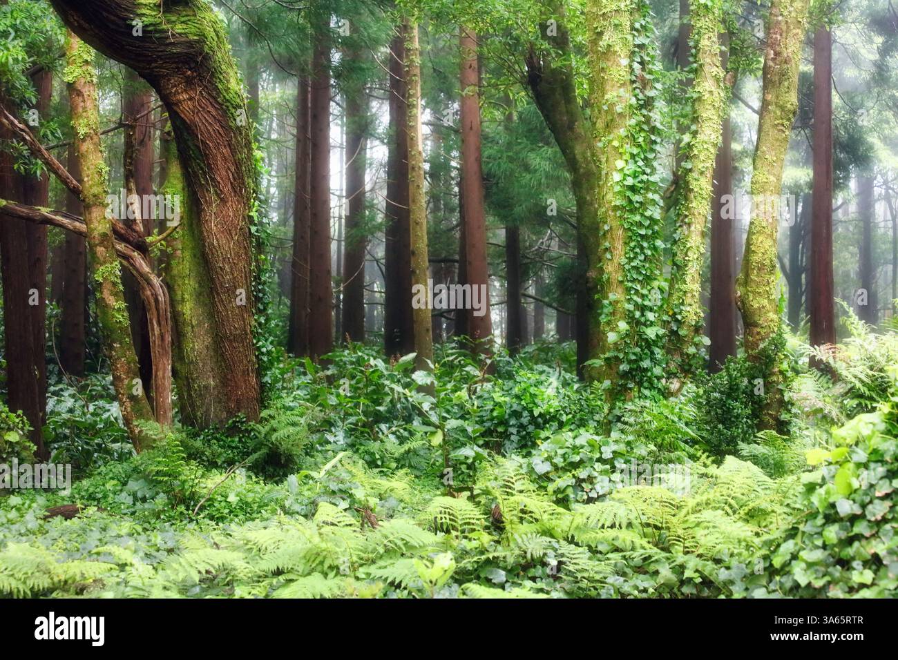 Giungle tropicali verdi delle Azzorre, isola di Flores, Portogallo Foto Stock