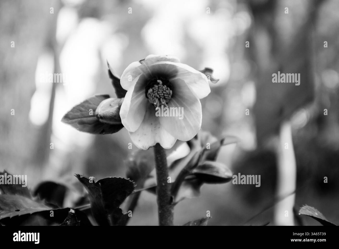 Helleborus Foetidus Buttercup verde, fiori selvatici gelati foto in bianco e nero. Un ammasso di fiori bianchi primario in fiore. La natura primaverile ti aspetta. Foto Stock