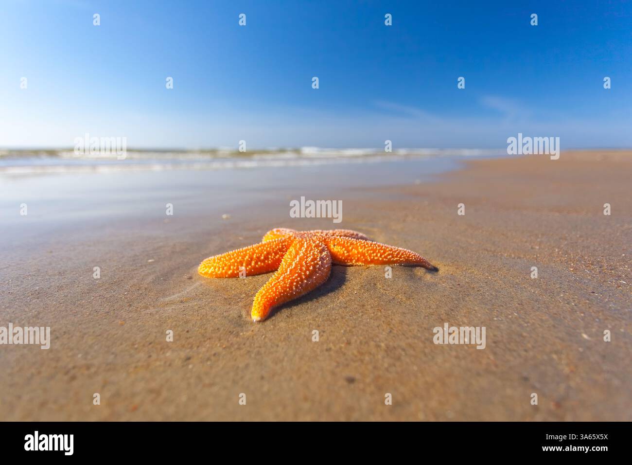 Una vivace stella marina arancione su una spiaggia sabbiosa in una calda giornata estiva al mare con un cielo blu Foto Stock