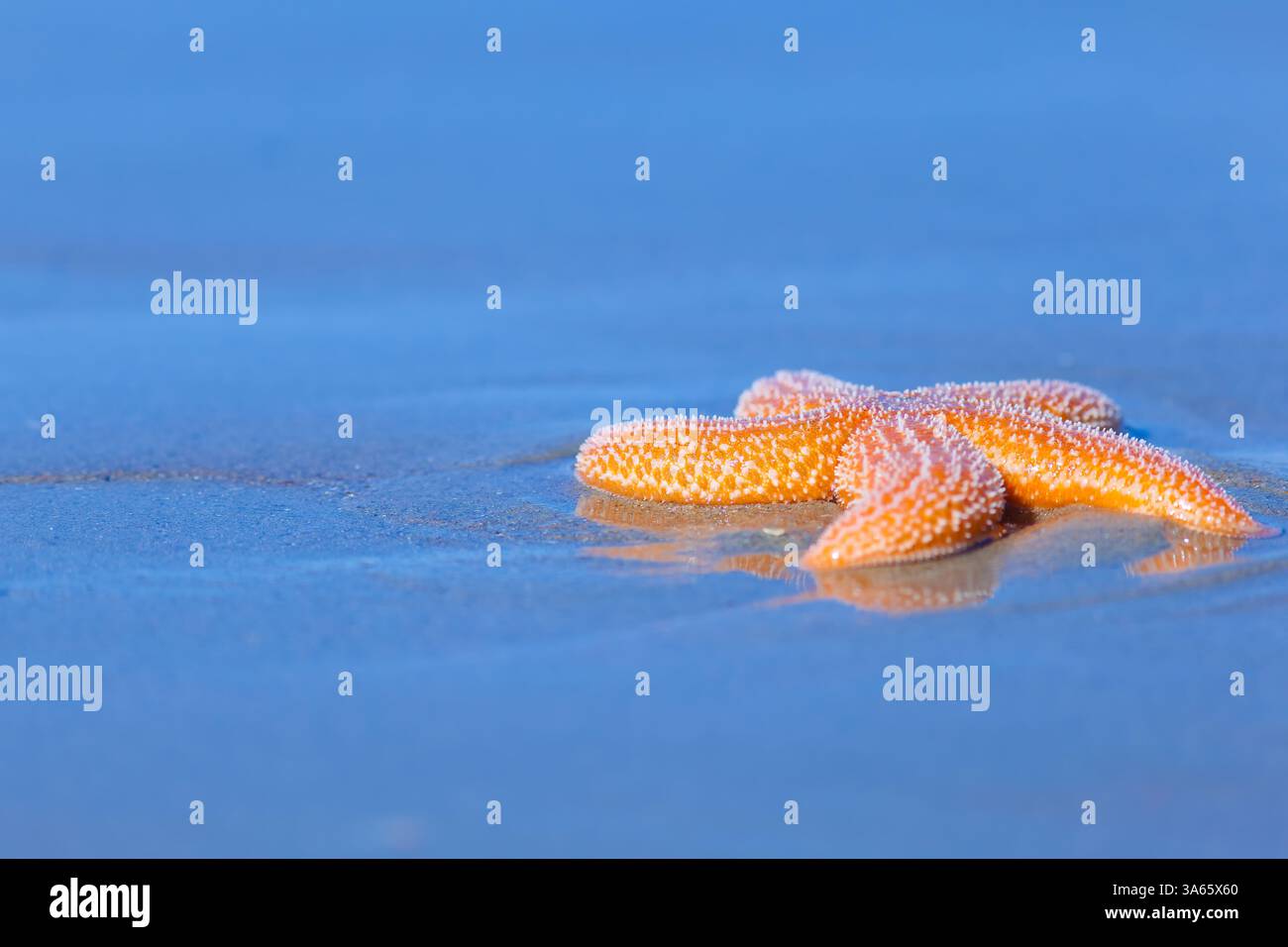 Una vivace stella marina arancione su una spiaggia sabbiosa in una calda giornata estiva al mare con un cielo blu Foto Stock