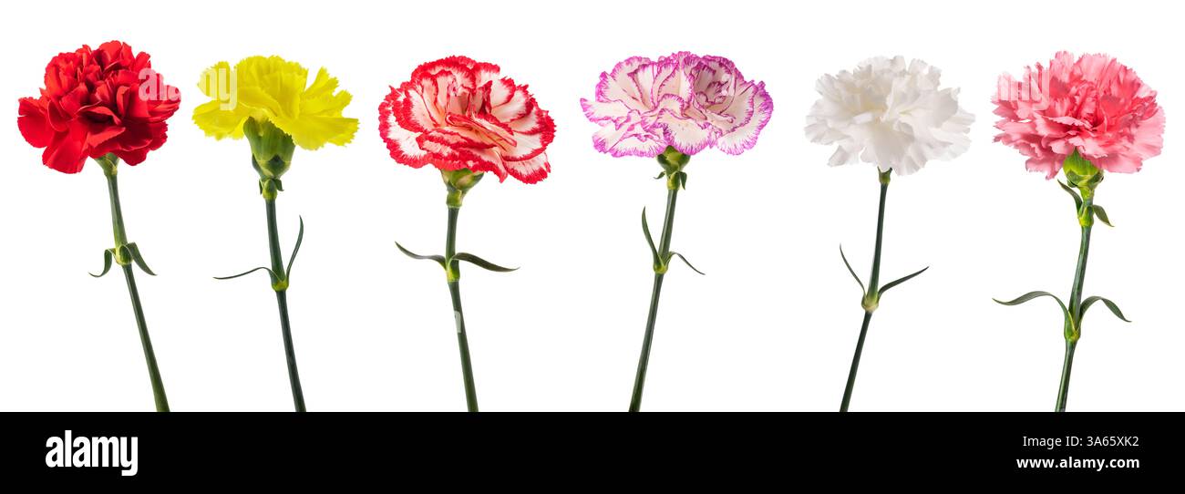 Gruppo di garofani isolato su sfondo bianco Foto Stock