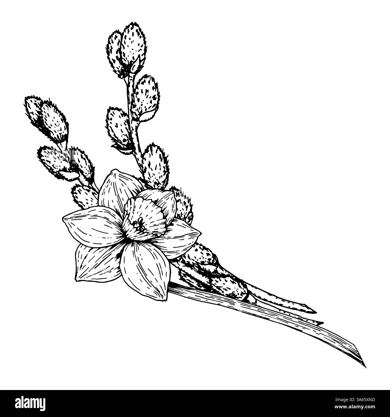 Illustrazione in bianco e nero disegnata a mano di fiori di narcidi e rami di salice in fiore. Adatto per disegni a tema primaverile, biglietti d'auguri, botanico Illustrazione Vettoriale