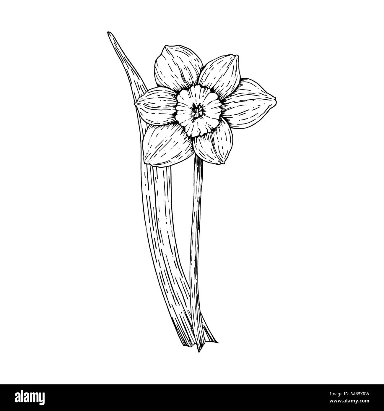 Illustrazione in bianco e nero disegnata a mano di un fiore di narcisi in fiore con foglie. Adatto per progetti primaverili, stampe botaniche, a tema pasquale Illustrazione Vettoriale