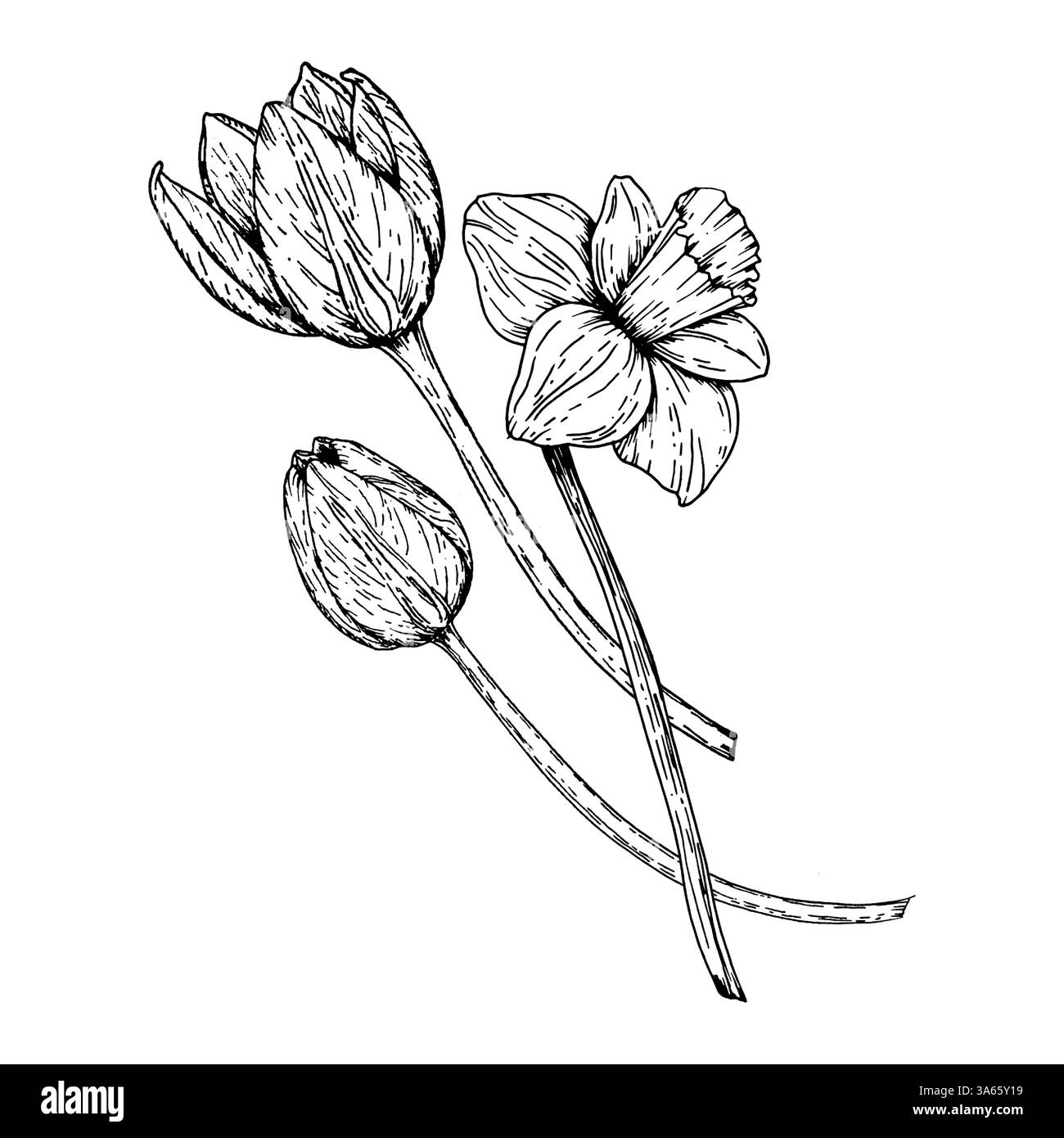Illustrazione in bianco e nero disegnata a mano di tulipani e narcisi in fiore. Perfetto per progetti primaverili, stampe botaniche, Pasqua, donne internazionali Illustrazione Vettoriale