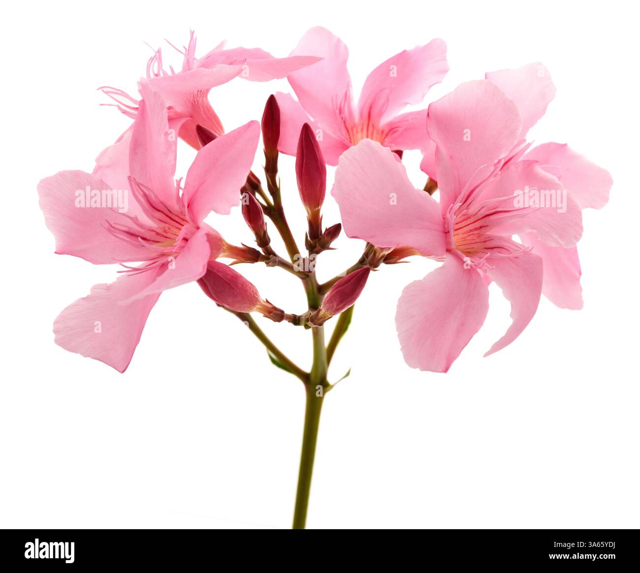 Fiori di Oleandro isolati su sfondo bianco Foto Stock