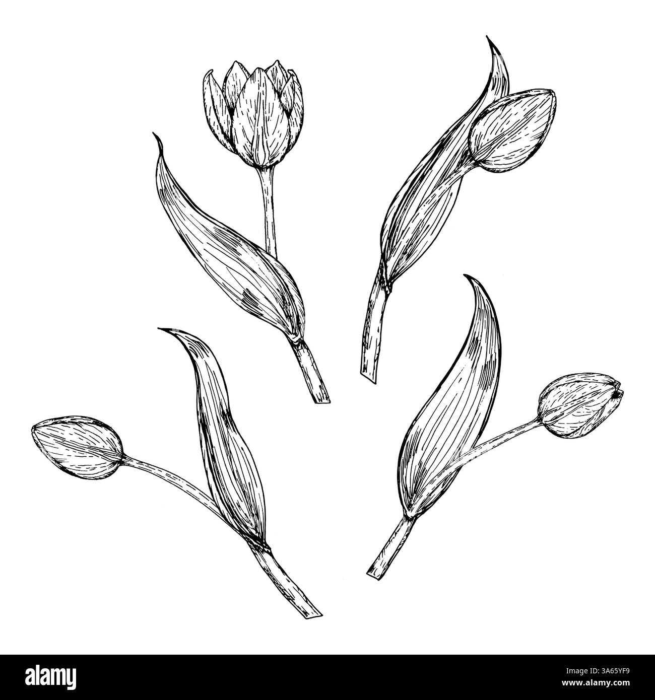 Set di boccioli di tulipani e steli disegnati a mano in bianco e nero con foglie. Illustrazione a inchiostro botanico per progetti primaverili, composizioni floreali, imballaggi Illustrazione Vettoriale