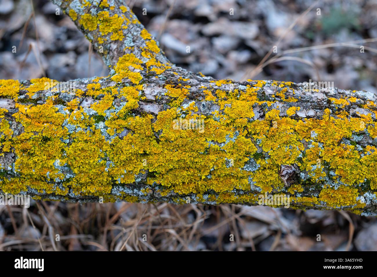 Licheni gialli su un ceppo d'albero a terra. Foto Stock