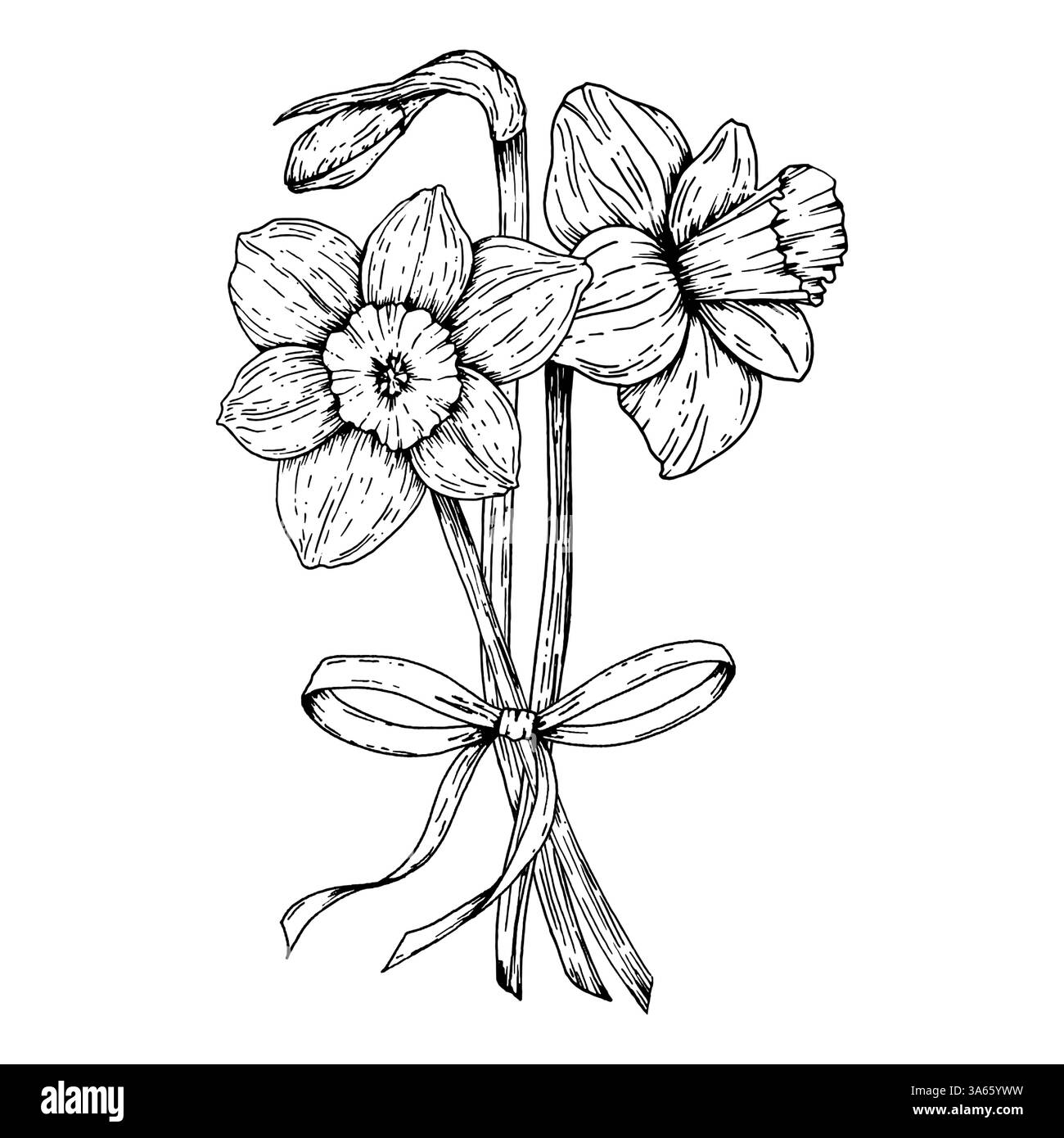 Illustrazione in bianco e nero disegnata a mano di un bouquet di narcisi legato con un nastro. Perfetto per i biglietti d'auguri primaverili, giornata internazionale della donna Illustrazione Vettoriale