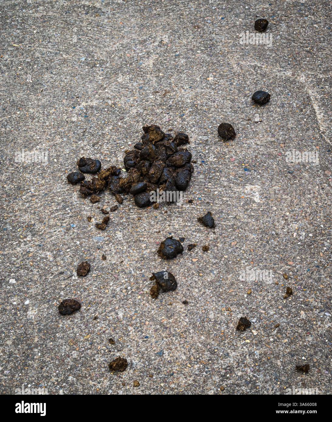 Le escrementi di cavallo si trovano sparsi su un pavimento di cemento, un contrasto tra il segno della natura e la struttura artificiale Foto Stock