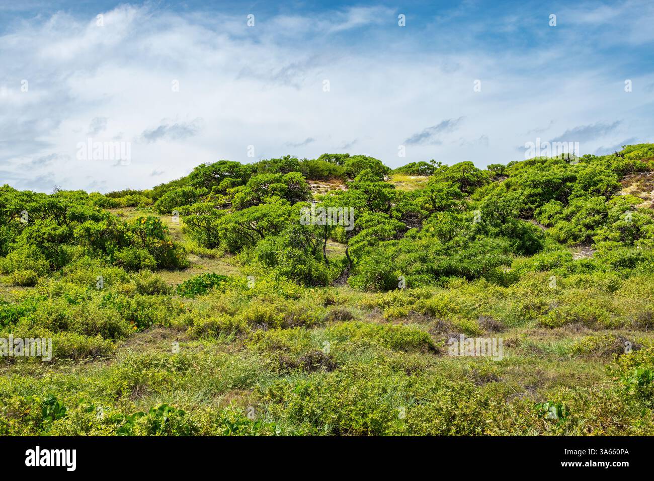 Natura tropicale con vegetazione verde sull'atollo di Cosmoledo, Seychelles. Foto Stock