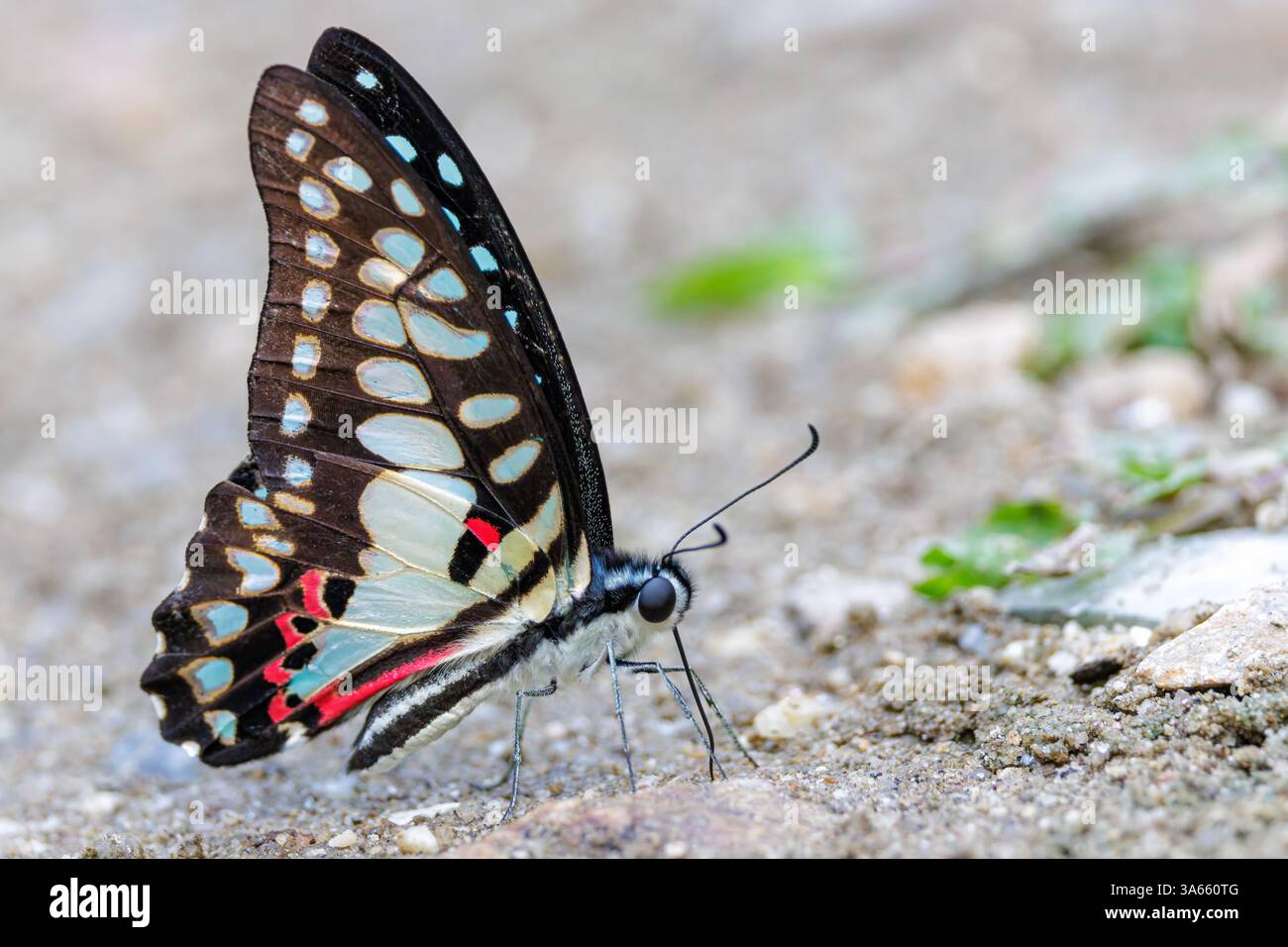 La farfalla comune di Jay, Graphium Doson, che si nutre di sporco umido, Thailandia; Foto Stock