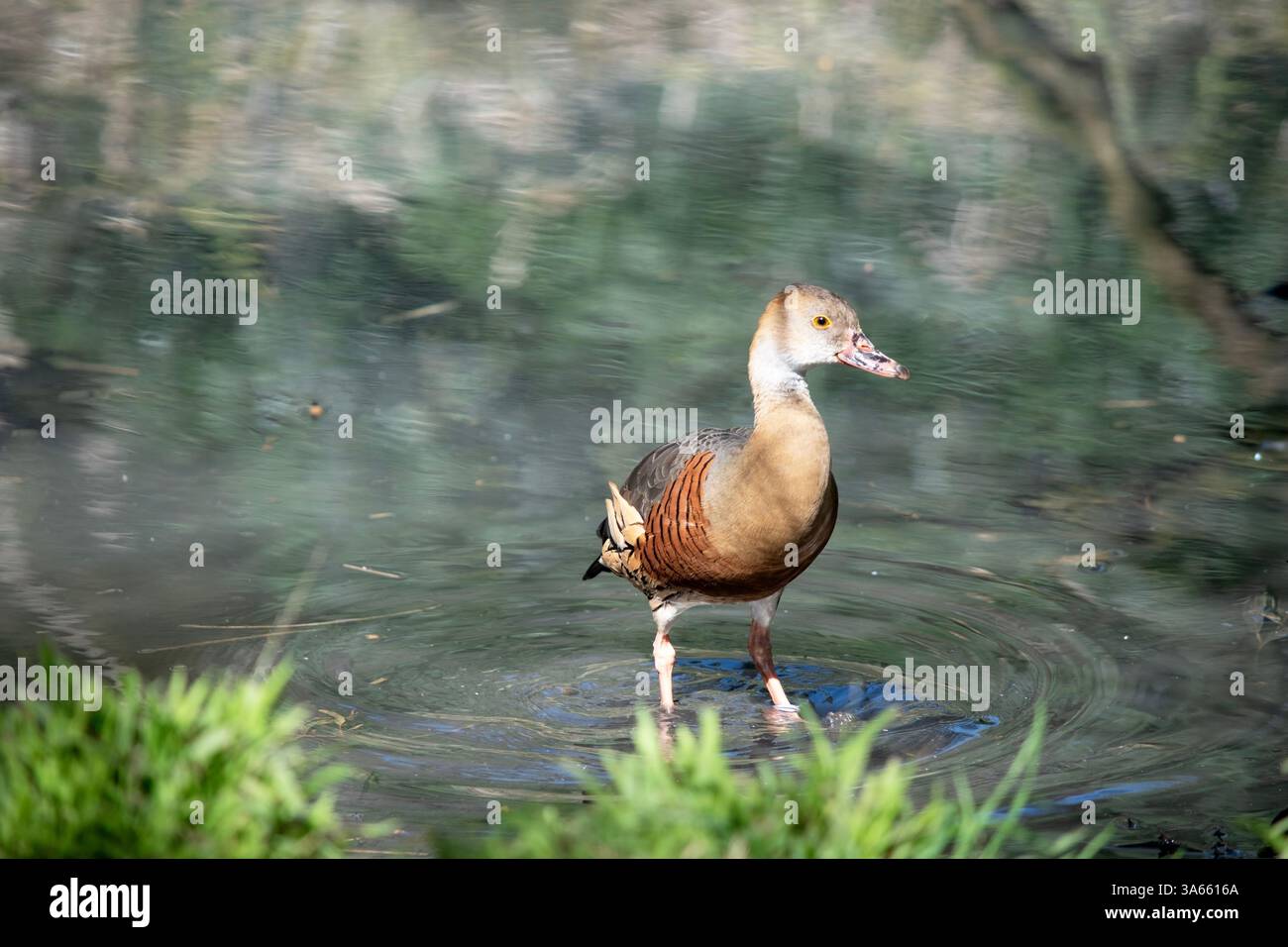Il viso e il collo anteriore dell'anatra fischiante sono leggeri, la corona e il collo posteriore sono di colore marrone chiaro e le piume marroni della parte superiore della schiena sono bordate Foto Stock