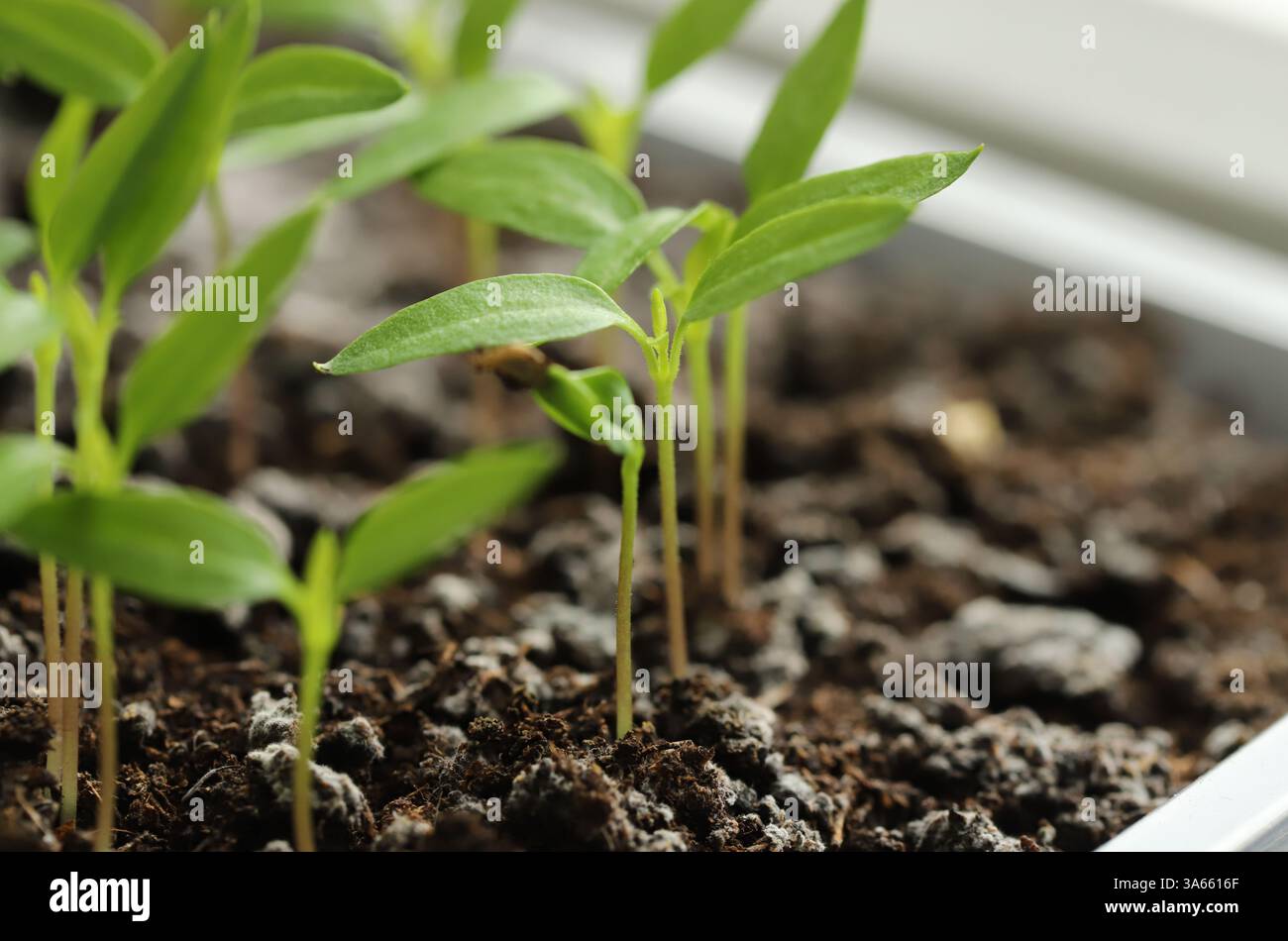 Piante di peperoncino giovani nel suolo Foto Stock