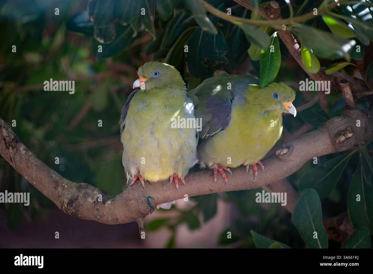 Coppia di piccioni verdi africani (Treron calvus) Foto Stock
