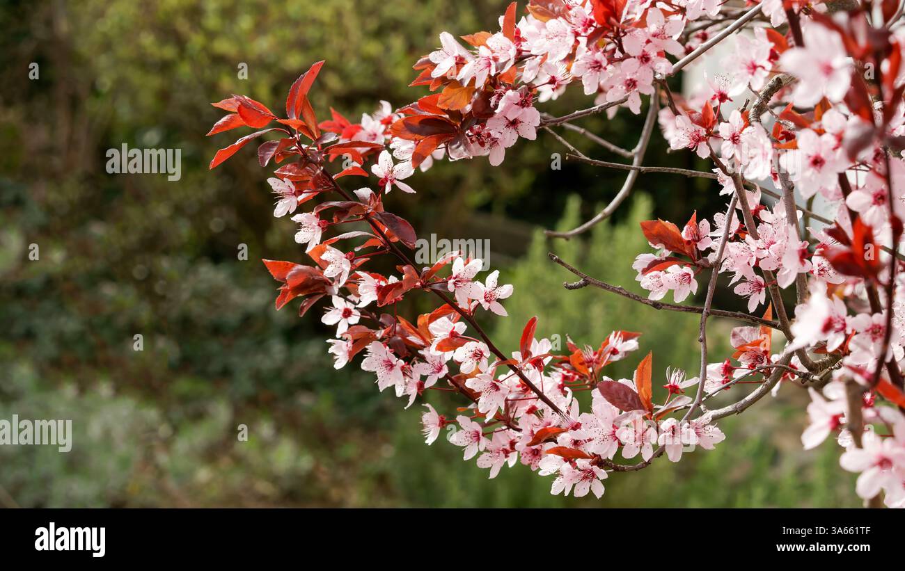 Primo piano di rami di ciliegio in fiore con foglie rosa e rosse Foto Stock