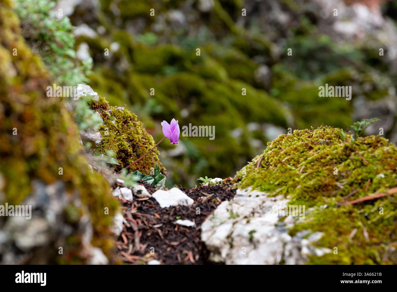 Ciclamino Graecum (Greco ciclamino) fiori in ambiente naturale Foto Stock