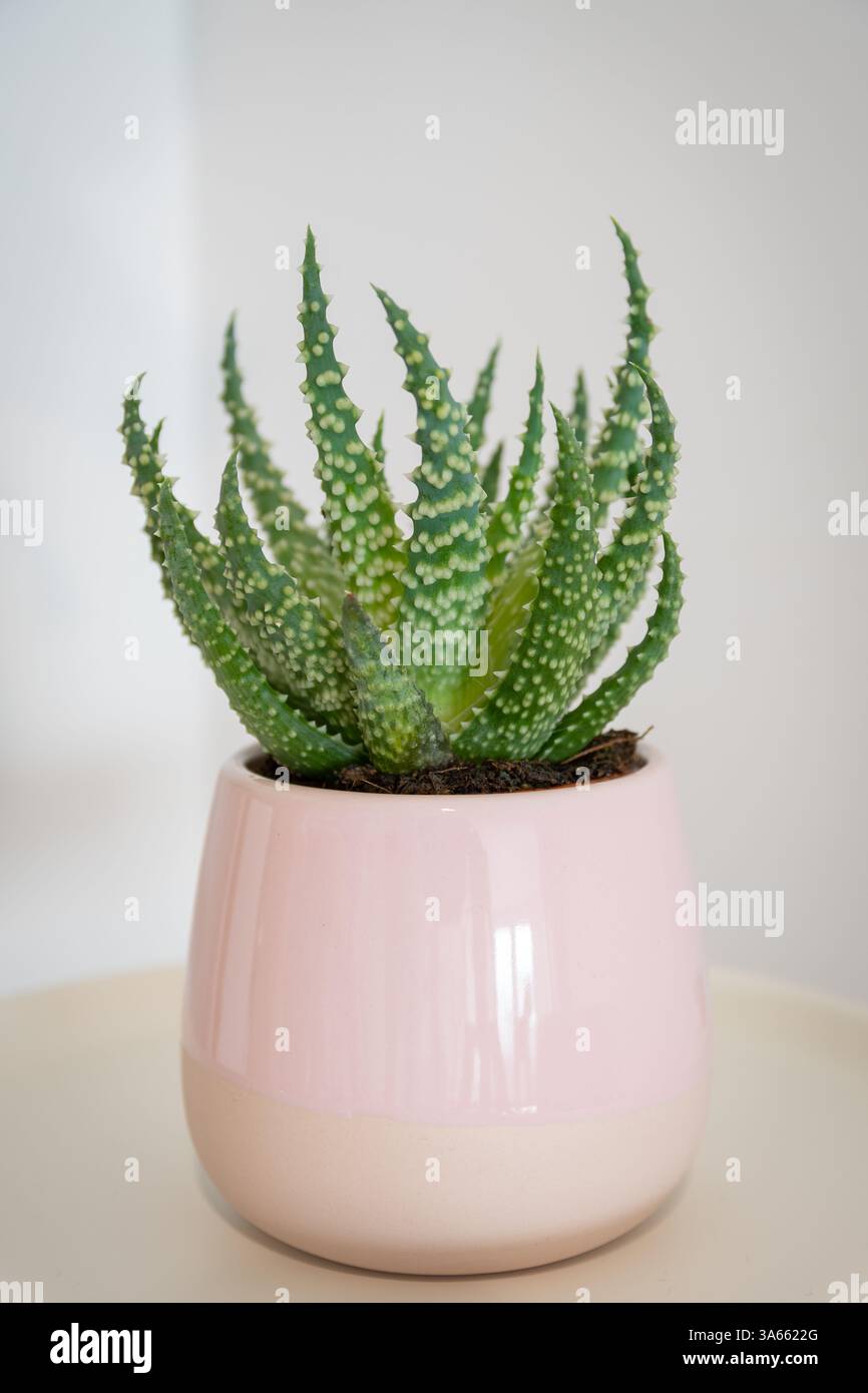 Aloe Humilis (aloe ragno) succulenta in vaso Foto Stock