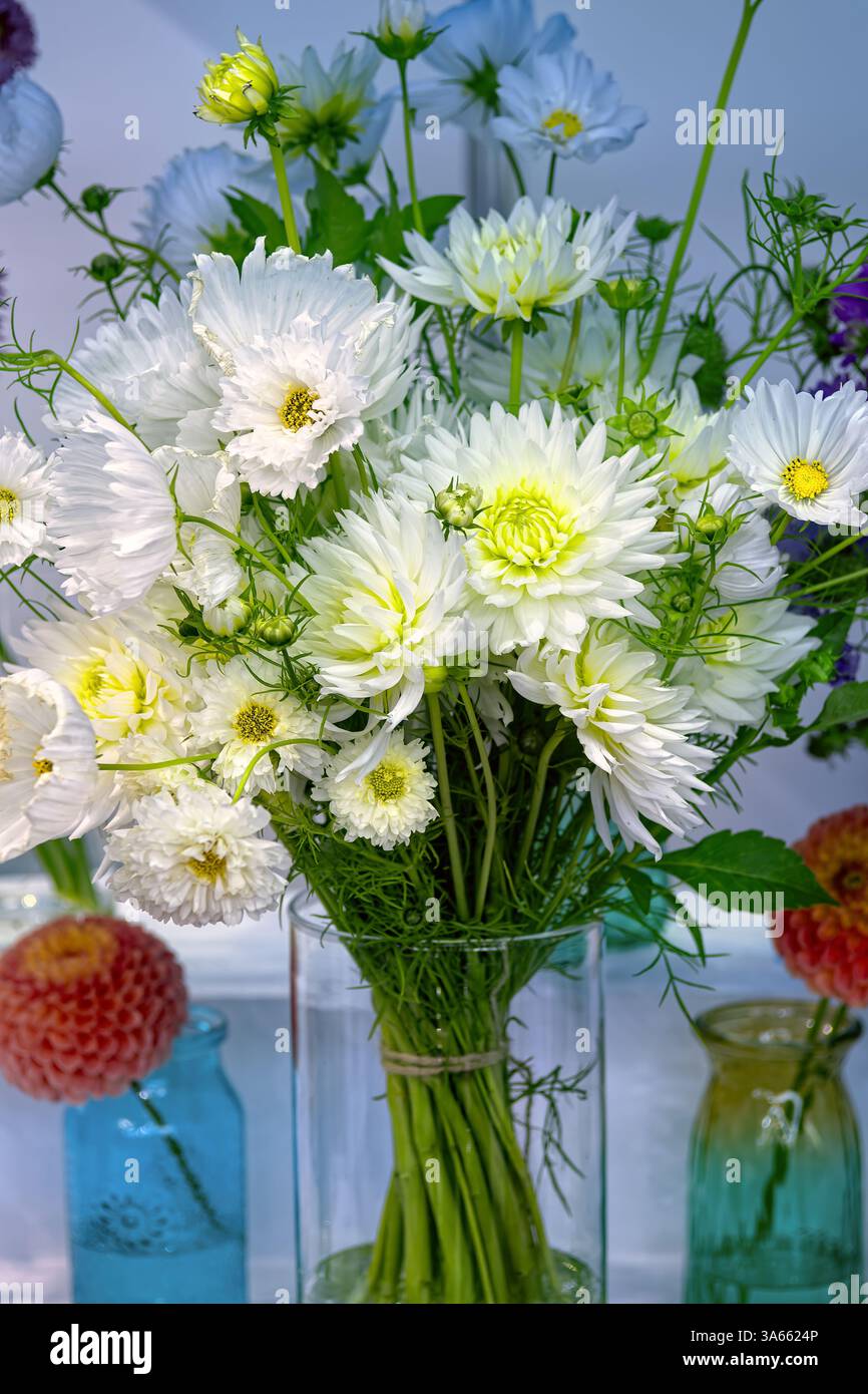 Il bellissimo bouquet di dalie bianche in vaso sul tavolo su sfondo blu. Foto Stock