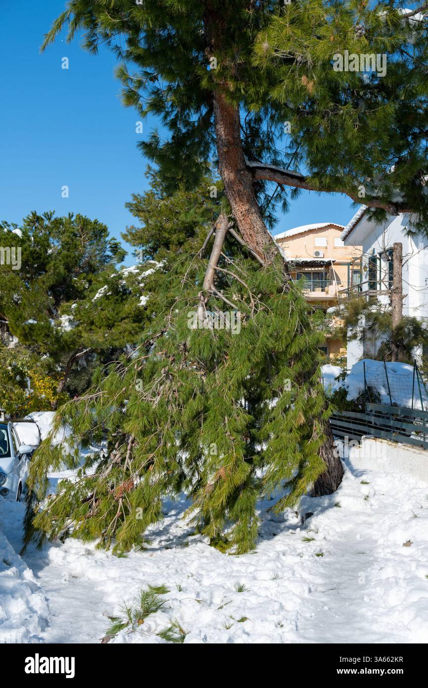 Ramo caduto a causa della neve in ambiente urbano, Atene, Grecia Foto Stock