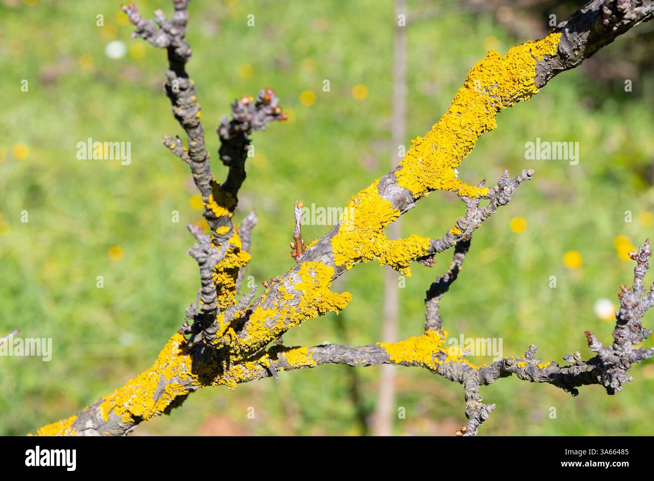 Xanthoria parietina (lichene d'arancia comune, scala gialla, lichene di scoppio del sole marittimo, lichene di riva) sul ramo d'albero Foto Stock