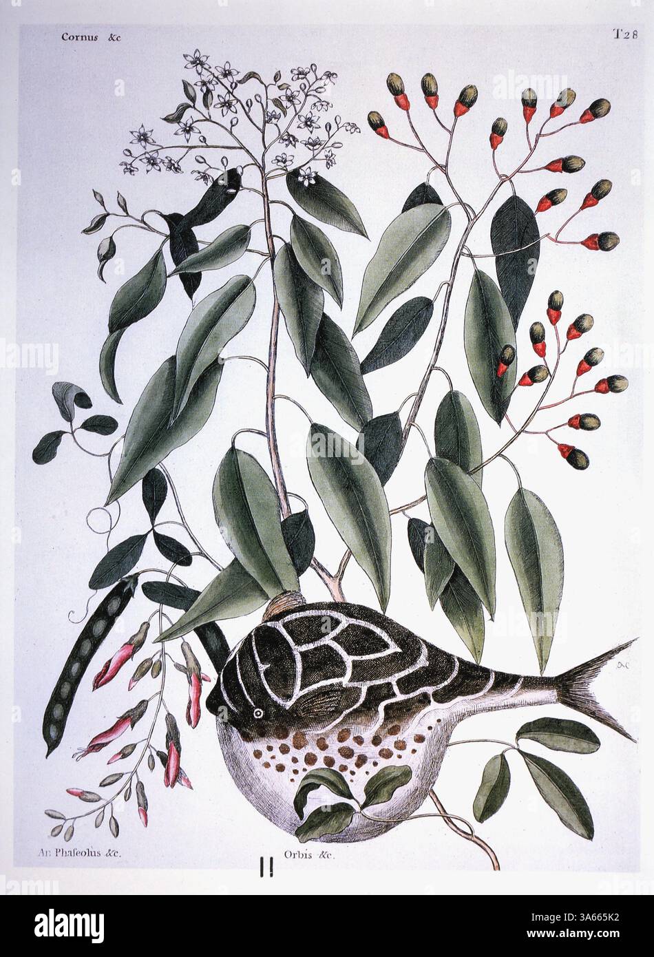 21 febbraio 2014 - ''Sassafras and Globe Fish, Mark Catesby, ''''The Natural History of Carolina, Florida and the Bahama Islands''', 1731-1743' (immagine di credito: © Glasshouse/ZUMA Wire) Foto Stock