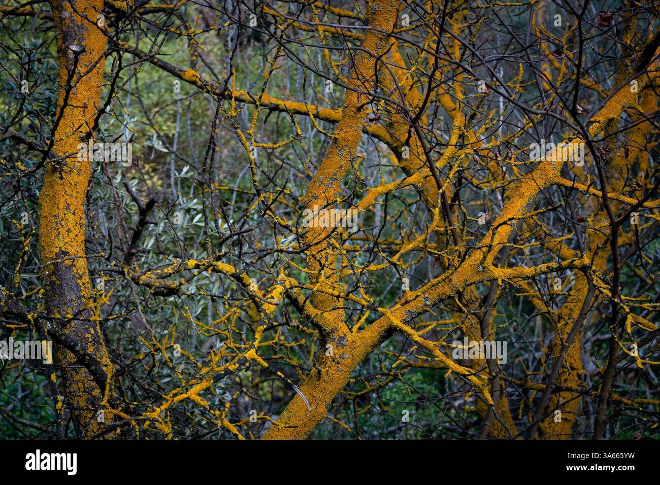 Xanthoria parietina (lichene d'arancia comune, scala gialla, lichene di scoppio del sole marittimo, lichene di riva) sui rami degli alberi Foto Stock