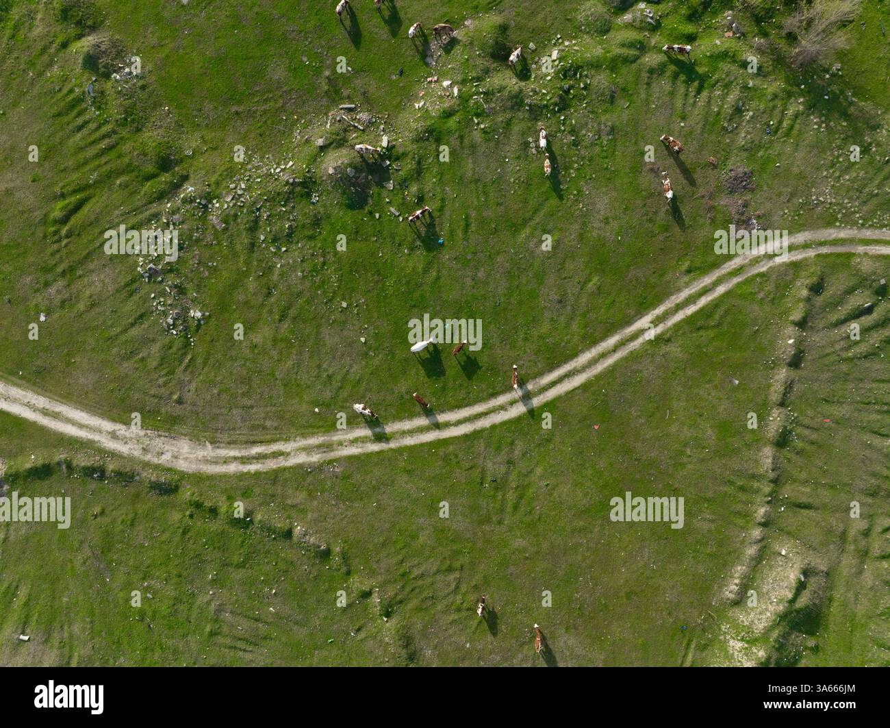 Foto aerea del pascolo verde in una giornata di sole. Sfondo della giornata della Terra. Foto Stock