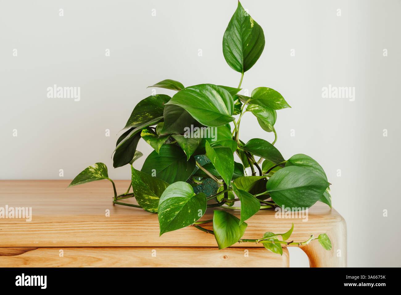 Pianta Golden pothos (Epipremnum aureum) in interni moderni Foto Stock