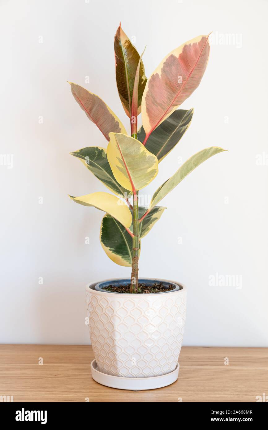 Ficus elastica Tineke pianta con bellissime foglie variegate Foto Stock