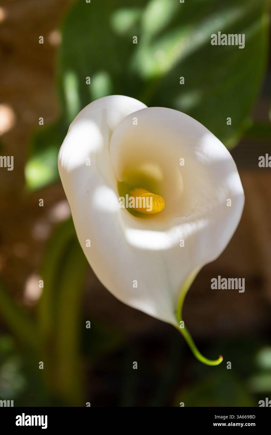 Calla Lily (Zantedeschia aethiopica) fiore bianco vista dall'alto Foto Stock