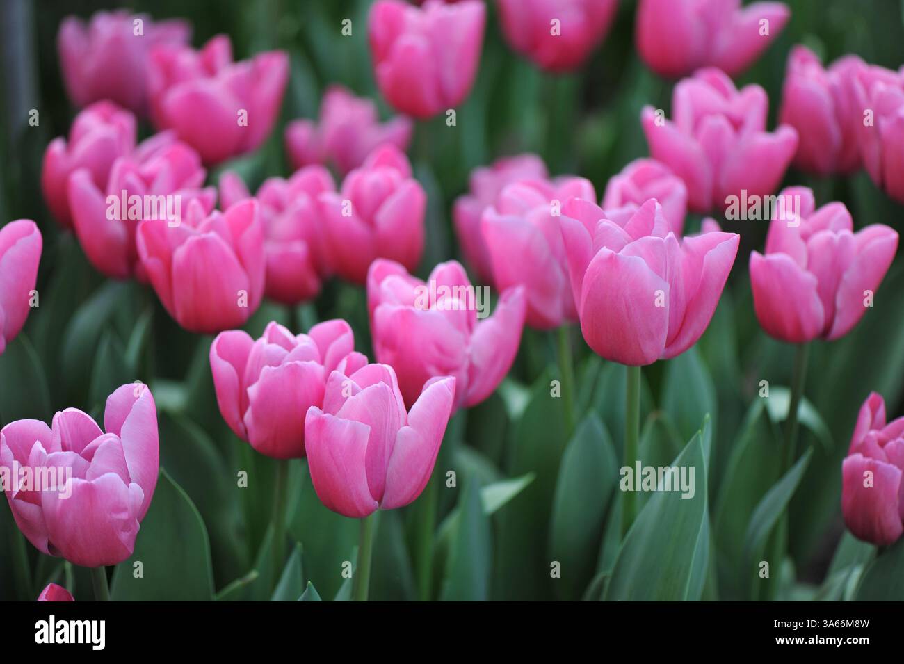 Tulipani rosa Triumph (Tulipa) il potere rosa fiorisce in un giardino ad aprile Foto Stock