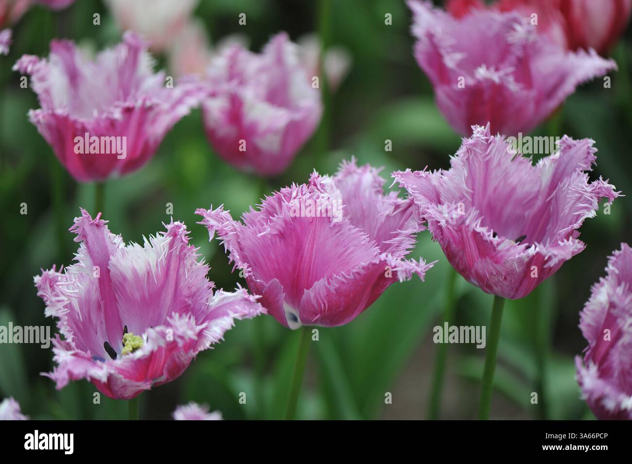 I tulipani con frange a righe viola (Tulipa) rosa e bianco fioriscono in un giardino ad aprile Foto Stock